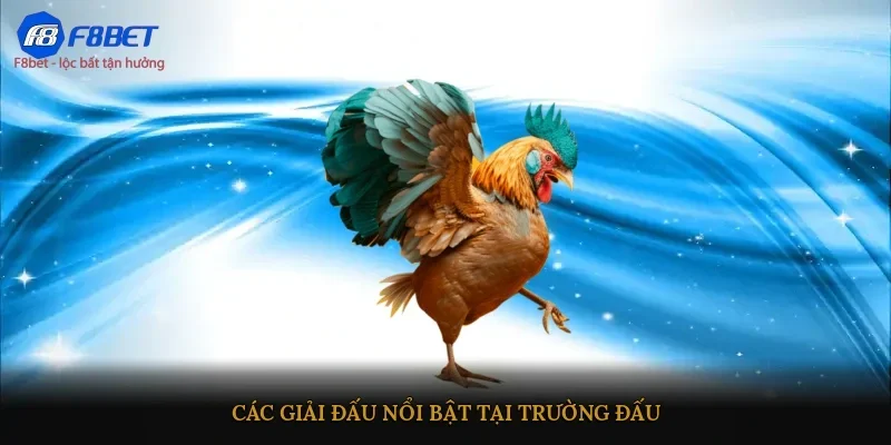 Trận đấu Thomo kịch tính với kỹ năng đỉnh cao của chiến kê