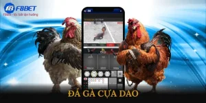 Đá gà cựa dao